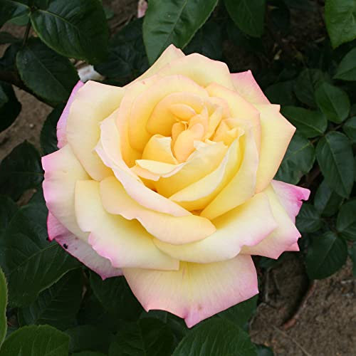 YouGarden - Rose 'Peace' Bare Root (Orange)