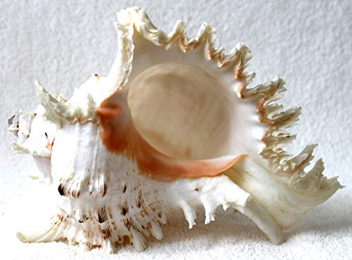 Murex Ramosus Muschel Meeres-Schneckengehäuse Schnecke 22-25cm