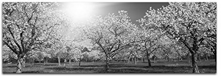 Leinwandfoto als Panorama SCHWARZ/WEISS 150x50cm Apfelbäume Blüten Frühling Sonnenlicht