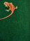 Komodo Reptile Tapis,