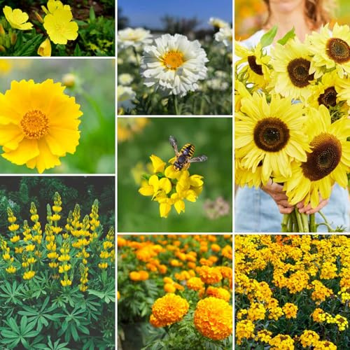 Eden Brothers Ole Yeller Wildflower Mixed Seeds for Planting, 1/4 lb, 120,000+ Seeds with African Marigold, Sunflower | Attracts Pollinators, Plant in Spring or Fall, Zones 3, 4, 5, 6, 7, 8, 9, 10