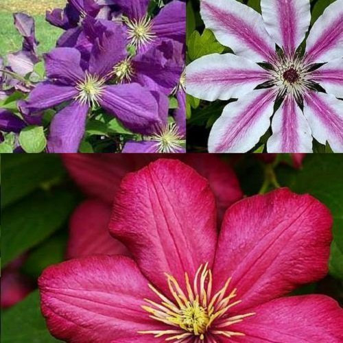 Selezione di Clematidi (3 Piante) - 3 Vasi da 1,5 litri (Piante Rampicanti - Clematis - Pianta Adulta - Resistenza al Freddo: Ottima) | Ville de Lyon-Nelly Moser-Jackmanii | ClematisOnline