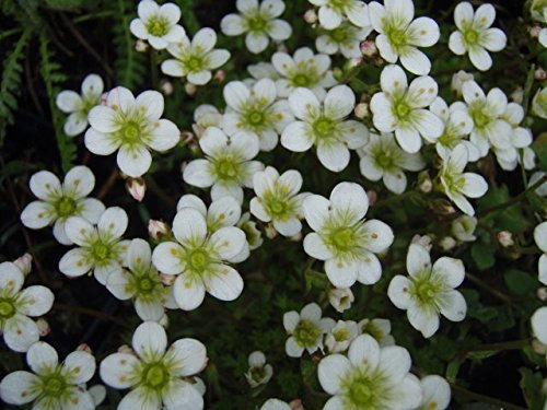 Pack x6 Saxifraga 'Alba White' Alpine Rockery Perennial Plug Plants