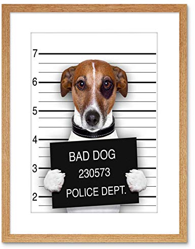 Wee Blue Coo Jack Russell Dog Mugshot Police Picture Photo Framed Wall Art Print