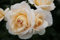 Märchenrose Lions Rose im 5 Liter Rosentopf