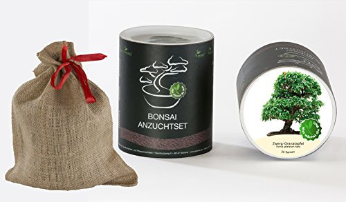 Seedeo Bonsai Geschenk - Set Zwerg-Granatapfel (Punica granatum nana)