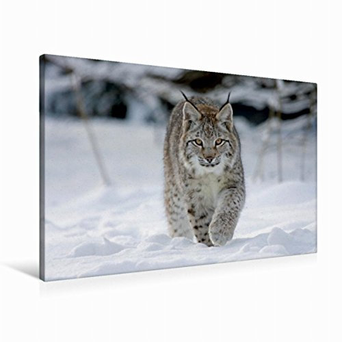 CALVENDO Luchs läuft durch Schnee