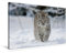 CALVENDO Luchs läuft durch Schnee