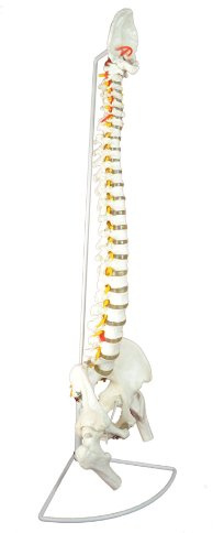 Cranstein A-312 Wirbelsäule Modell mit Becken und Oberschenkelstümpfen, flexibel - Anatomie-Modell als Lernmodell oder Lehrmittel