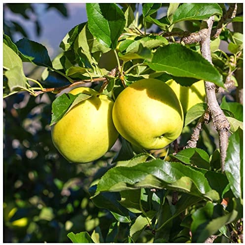 Golden Delicious Apple Tree 4-5ft,6L Pot, Self-Fertile,Very Sweet Flavour 3fatpigs®