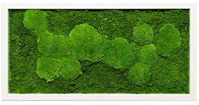 Moosbild Wandbild mit Moos Kugelmoos Moosplatte Pflanzenbilder Moosbilder versch. Maße günstig (60x30 cm, weiß)