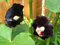 25 Semillas NEGRO malva Alcea rosea Nigra de flores