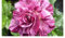 Purple Tiger - Floribunda rose - radice nuda rose - ideale per regalo - ora disponibile