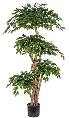 Ficus Kunstbaum mit 5 Stämmen in Natur und Blattkronen Höhe 160cm - Künstlicher Ficusbaum mit Mehreren Stämmen und Kronen