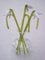 Glasblume in Vase, Schneeglöckchen