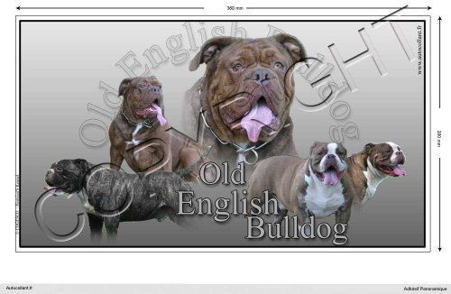Pets-easy Rechteckige Aufkleber Hund 36cm Old English Bulldog