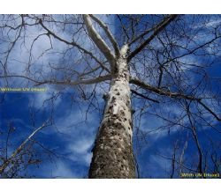 UV (Haze) 1 A multicouches | Multithread filtre en verre (77 mm) pour téléobjectif Canon EF 400 mm f/5.6L USM