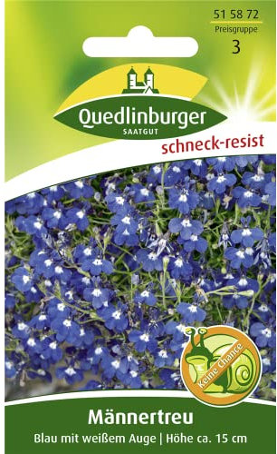 Männertreu, Lobelia erinus pumila splendes, ca. 65 Samen