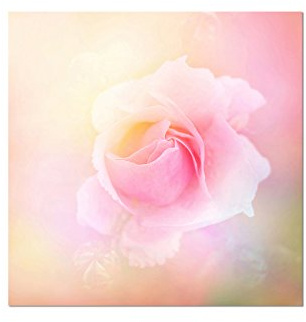 Paul Sinus Art 80x80cm - WANDBILD Rose Romantik rosa abstrakt - Leinwandbild auf Keilrahmen modern stilvoll - Bilder und Dekoration