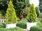 Thuja Golden Smaragd Occidentalis - Lebensbaum winterhart - Thujen-Hecke als Sichtschutz - Heckenpflanze 15-20cm - 1 Pflanze im Topfballen von Garten Schlüter - Pflanzen in Top Qualität