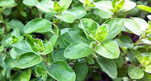 Mejorana dulce, de la herencia, orgánicos, NO GMO, 100 semillas de hierbas, semillas dulces Majoram