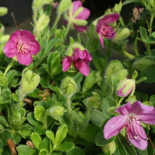 Plant World Seeds - Rhododendron Camtschaticum Seeds (Tree & Shrub Seeds)