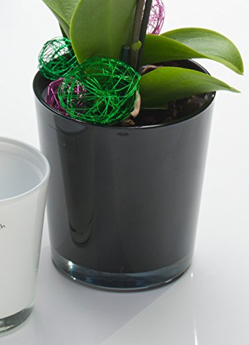 Orchideentopf Orchid schwarz konisch 13,5 cm hoch Ø 12,5 cm von Sandra Rich