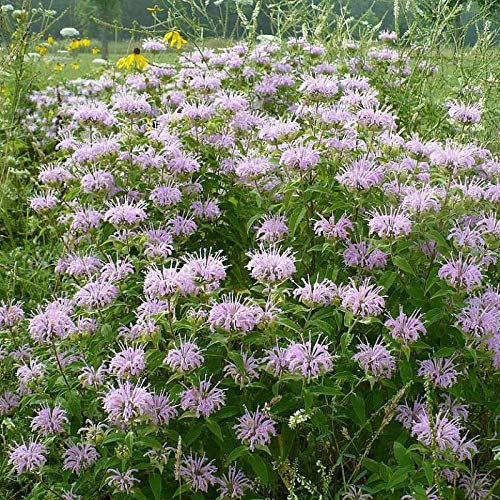 PURPLE BERGAMOT Monarda Medien 200 SEEDS