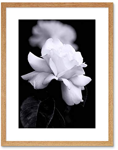 Wee Blue Coo Photo Nature Black White Rose Petal Flower Framed Wall Art Print