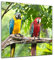 Glasbild - Macaw Papageien - 30x30 cm - Deko Glas - Wandbild aus Glas - Bild auf Glas - Moderne Glasbilder - Glasfoto - Echtglas - kein Acryl - Handmade