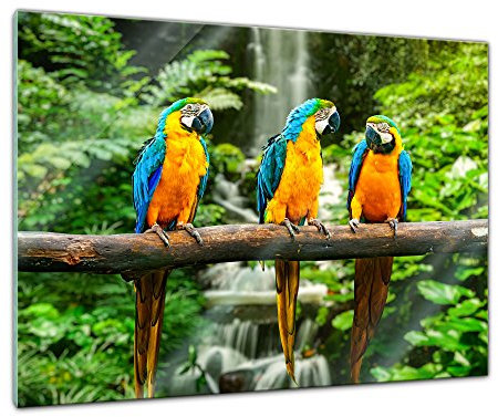 Bilderdepot24 Glasbild - Blau-Gelber Macaw Papagei - 80x60 cm - Deko Glas - Wandbild aus Glas - Bild auf Glas - moderne Bilderdepot24 Glasbilder - Glasfoto - Echtglas