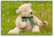 Premium Textil-Leinwand 120 x 80 cm Quer-Format Geliebte Bären - Teddys, Leinwanddruck von Meike Bölts