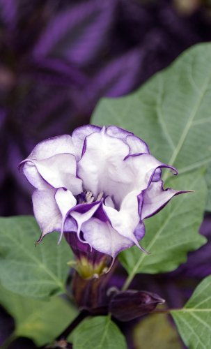 Seedeo Teufelstrompete (Datura metel) 15 Samen