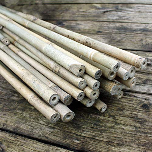 50 Bambusstäbe - Bambusstangen ca. 182 cm lang/ 12-14 mm dick