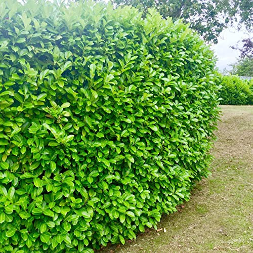 20 Cherry Laurel Evergreen Hedging Plant Fast Growing Shrub 35-50cm Potted by Sunnyside Nurseries