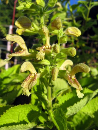 Staudenkulturen Wauschkuhn Salvia glutinosa - Klebriger Salbei - Staude im 11cm Topf