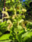 Staudenkulturen Wauschkuhn Salvia glutinosa - Klebriger Salbei - Staude im 11cm Topf
