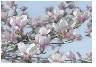 Photo Murale, 368cm x 254cm, Magnolia