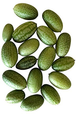 100+ frische Mini-Gurken Samen (Blickfang im Garten) -Mexikanische Mini Gurke-