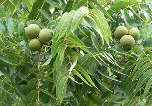 Nogal negro, Juglans Nigra, (Fuente del Norte), Árbol 3 Semillas