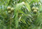 Black Walnut, Juglans nigra, (Nord Source), Baum 3 Saatgut