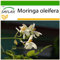 SAFLAX - Moringa - 10 Samen - Mit keimfreiem Anzuchtsubstrat - Moringa oleifera