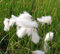 WASSERPFLANZEN WOLFF - 4er-Set im Gratis-Pflanzkorb - Eriophorum vaginatum - winterhart - scheidiges Wollgras, weiß