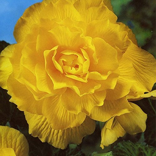 Begonia Double Yellow Quality Bulbs & Tubers Pack x3