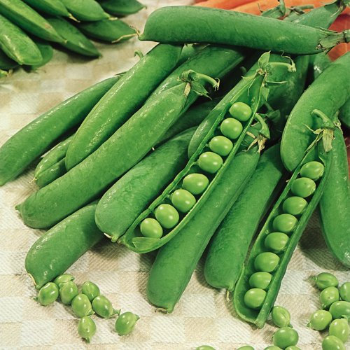 Pea Seeds - Early Onward