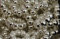 50 Stück Christbaumkugel Donut Spacer, 95 87