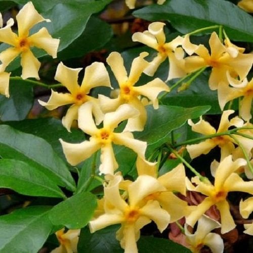 Sternjasmin 3er Set Gelb - Toskanischer Sternjasmin - 3 x Kletterpflanzen winterhart - Duftjasmin - 3 x 1,5 L Topf - Jasmin - bis zu 400 cm hohe & 100 cm breite Hecke möglich - 3 für den Preis von 2