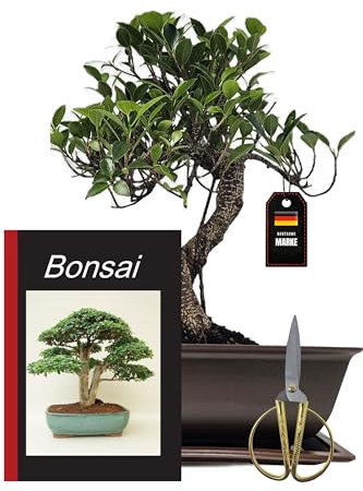 Genki-Bonsai Starterset Banjan Feige ca. 30 cm – 4-teiliges Bonsai Komplettset mit Schere, Untersetzer & Bonsaibuch – pflegeleichter Indoor-Zimmerbonsai für Anfänger & Fortgeschrittene vom Fachhändler