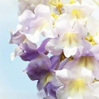 Blauglockenbaum Paulownia tomentosa 200 Samen