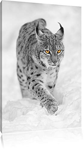 Pixxprint wunderschöner Luchs im Schnee B&W, Größe: 60x40cm, Leinwandbild, fertig gespannt, Wandbild, Dekoration, Kunstdruck, kein Poster